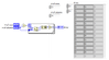 altenbach_0-1728057863281.png