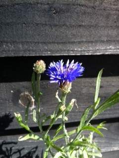 flower2.jpg
