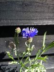 flower2.jpg