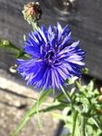 flower3.jpg