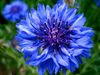 bluecornflower.jpg