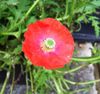 redflower2.jpg